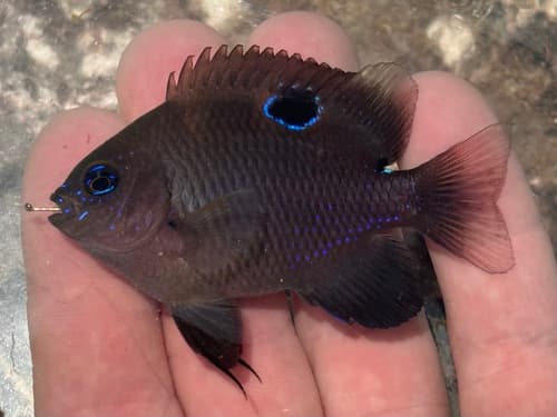 Ocellated Damselfish