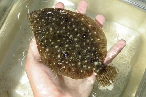 Ocellated Flounder