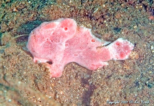 Ocellated Frogfish
