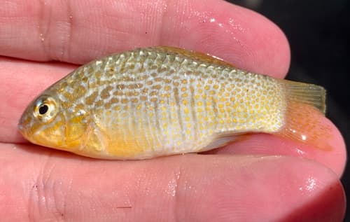 Ocellated Killifish