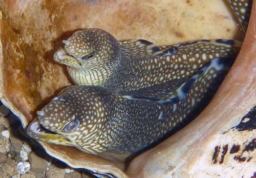 Ocellated Moray