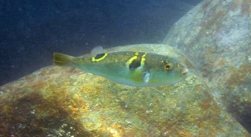 Ocellated Puffer