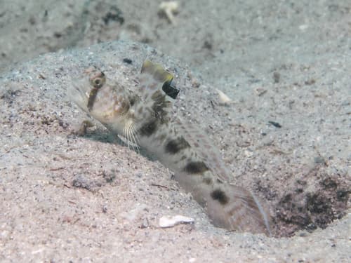 Ocellated Shrimpgoby