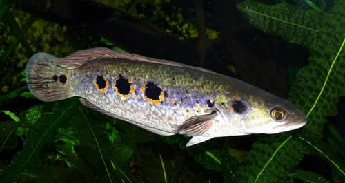 Ocellated Snakehead