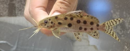 Ocellated Synodontis