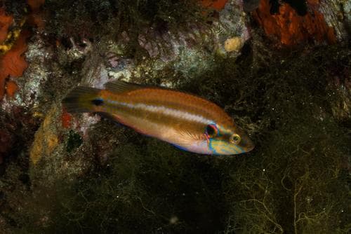 Ocellated Wrasse