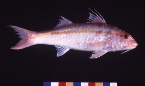 Ochreband Goatfish