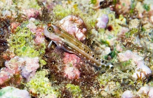 Ocular Combtooth Blenny