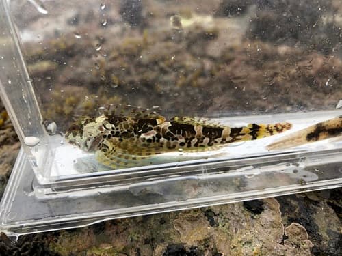 Japanese Fringehead Blenny