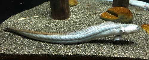 Lacepede's Eel Goby