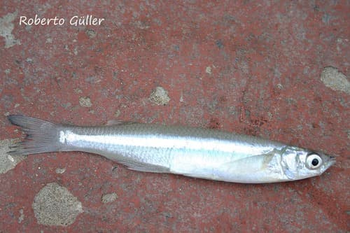 Argentine Silverside