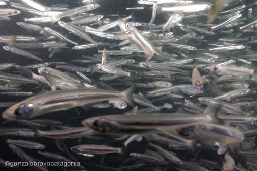 Argentine Silverside