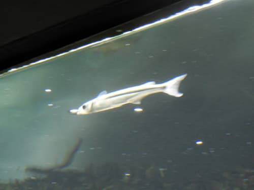 Perugia's Silverside