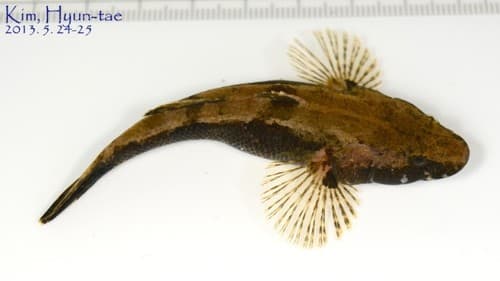 Interrupted Sleeper Goby