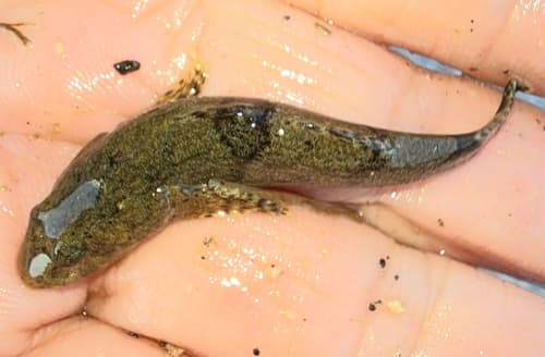 Flathead Sleeper Goby