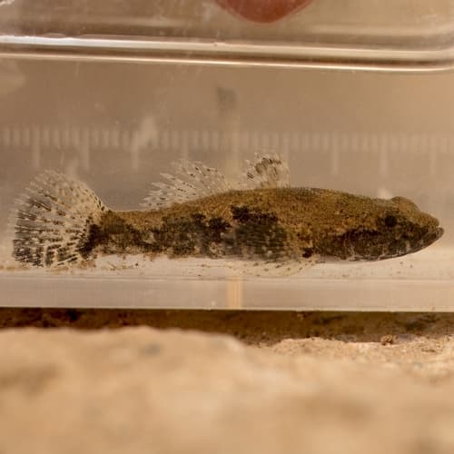 Chinese Sleeper Goby