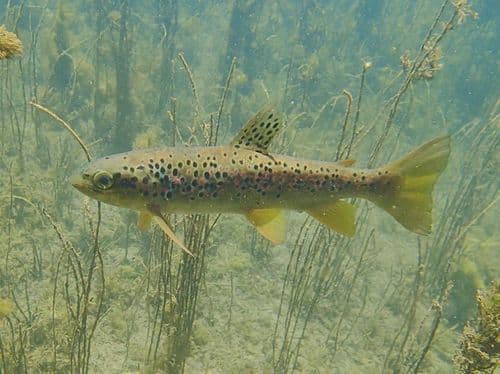 Ohrid Trout