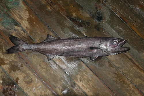 Oilfish