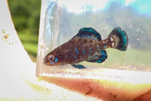 Okefenokee Pygmy Sunfish