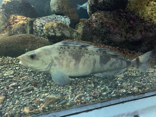 Okhotsk Atka Mackerel