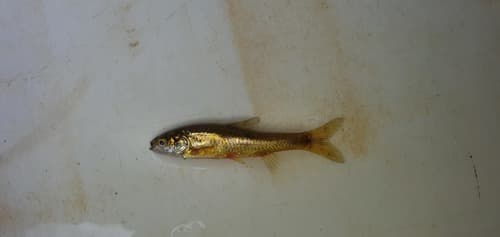 Olifants Chubbyhead Barb