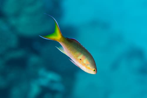 Olive Anthias