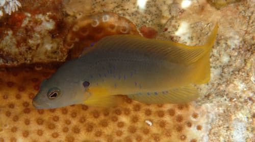 Olive Dottyback