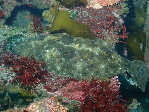 Olive Flounder