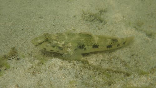 Olive Goby