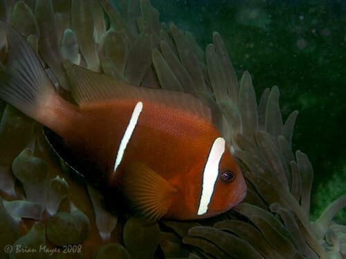 Oman Anemonefish