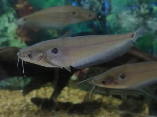 Asian Glass Catfish