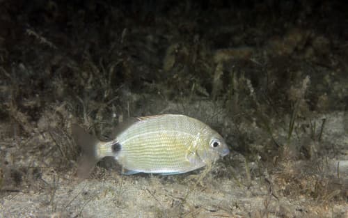 One Spot Seabream
