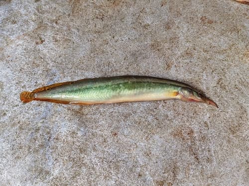 One-stripe Spiny Eel