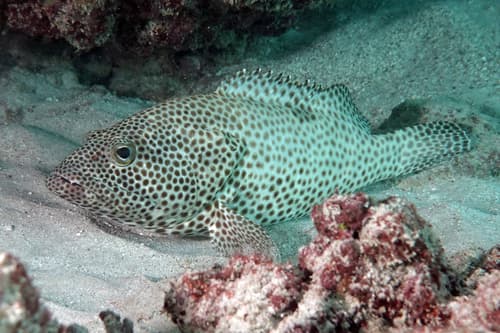 Oneblotch Grouper