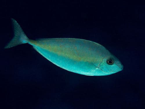 Onespine Unicornfish