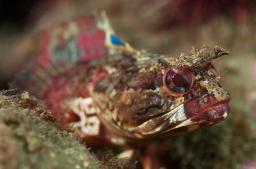 Onespot Fringehead