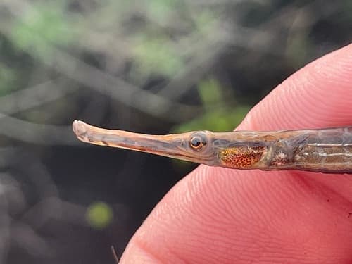 Opossum Pipefish