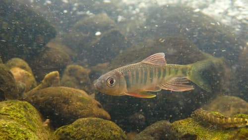 Sharp-fin Minnow