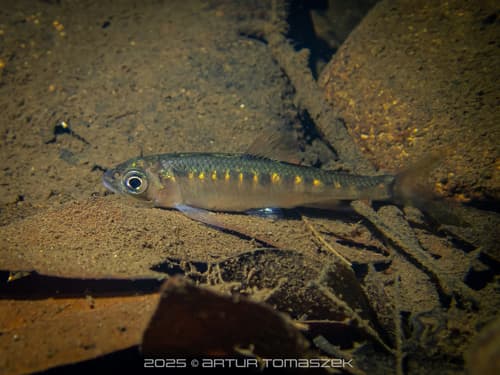 Chinese High-Fin Minnow