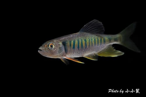 Hainan Stream Minnow