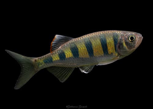 Burmese Hillstream Barb