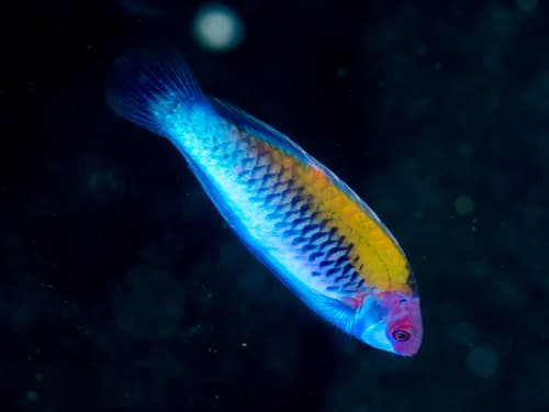 Orange-back Wrasse