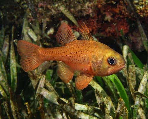 Orange Cardinalfish