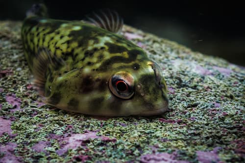 Figure 8 Puffer