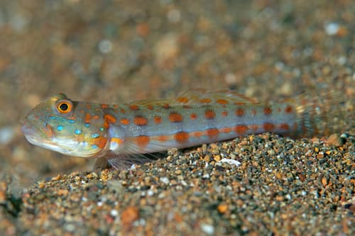 Orange-dashed Goby