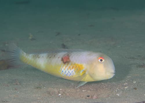 Orange-dot Razorfish