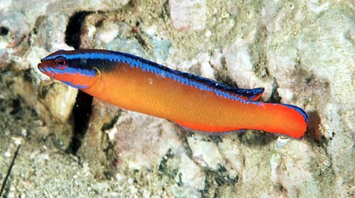 Orange Dottyback