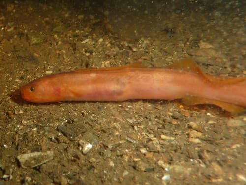 Orange Eelpout