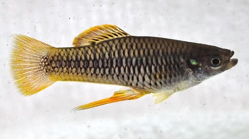 Orange Finned Toothcarp