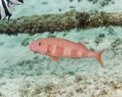 Orange Goatfish